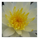Close-Up of Water Lilly Poster posters