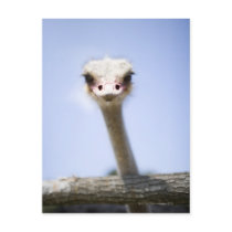 Close up Ostrich head Post Cards