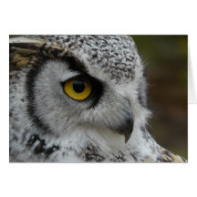 Close Up Owl Eye and Beak Photograph Card