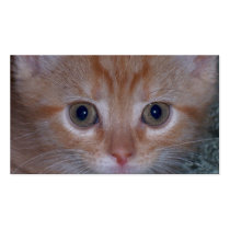 Close Up Photo of a Cute Kitten Business Cards