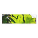 Close Up Photo Of Beech Leaves bumper stickers by lifesphere Close Up Photo Of Beech Leaves bumper stickers