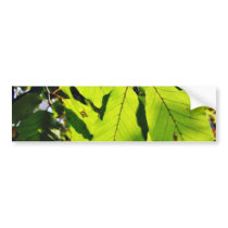 Close Up Photo Of Beech Leaves bumper stickers by lifesphere Close Up Photo Of Beech Leaves bumper stickers
