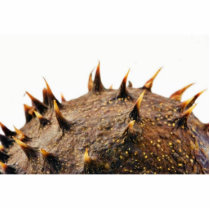 Close Up Photo Of Conker Thorns photo sculptures