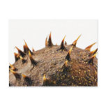 Close Up Photo Of Conker Thorns postcards