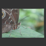 Close Up Picture of a Butterfly. placemats