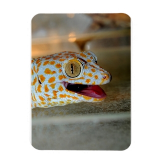 Close up portrait of Tokay gecko in TulaZoo