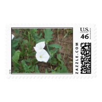 Close up postage