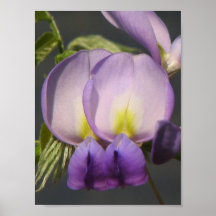 Close-Up Purple Wisteria Poster