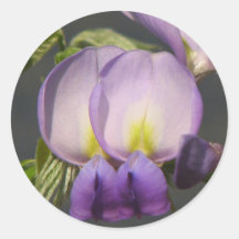 Close-Up Purple Wisteria Stickers
