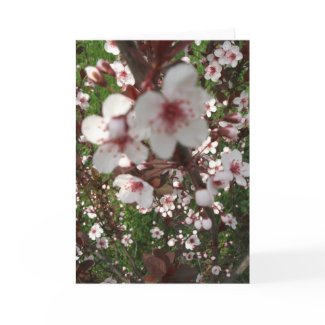 Close-up Sandcherry Tree Cards card