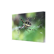 Close up spider crawling on his web canvas print wrappedcanvas