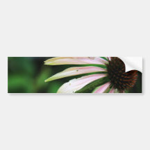 Close Up Summer Coneflower Bumper Sticker