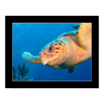 Close Up Turtle in Belize posters