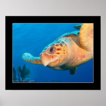 Close Up Turtle in Belize Print