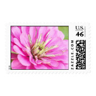 Close-up view of a delicate pink zinnia stamp