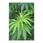 Close-Up View Of Marijuana Plant, Malkerns Canvas Print Close-Up View Of Marijuana Plant, Malkerns Canvas Print