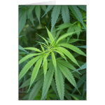 Close-Up View Of Marijuana Plant, Malkerns Cards Close-Up View Of Marijuana Plant, Malkerns Cards