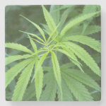 Close-Up View Of Marijuana Plant, Malkerns Stone Coaster Close-Up View Of Marijuana Plant, Malkerns Stone Coaster