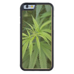 Close-Up View Of Marijuana Plant, Malkerns Carved® Maple iPhone 6 Bumper Close-Up View Of Marijuana Plant, Malkerns Carved® Maple iPhone 6 Bumper