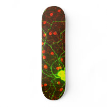 Close Up View of Retinal Ganglion Cell Skate Deck