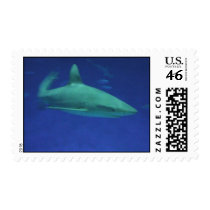 Close Up View of Shark Postage Stamps