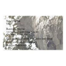 Close up view of Tall gum tree with insect Business Cards