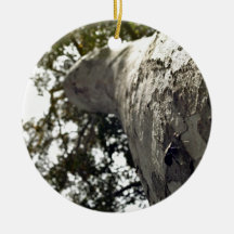 Close up view of Tall gum tree with insect Ornaments