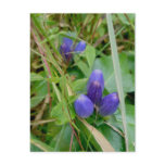 Closed Gentian Postcard