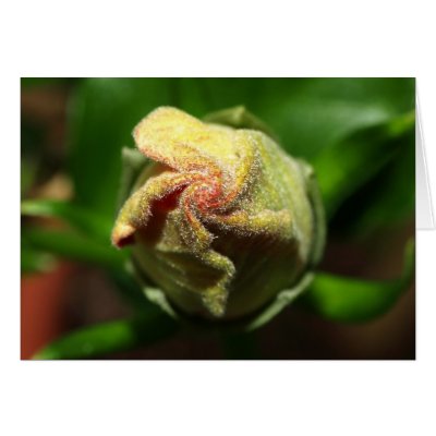 Closed Hibiscus Flower Card by MyBackyard