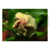 Closed Hibiscus Flower Card by MyBackyard Closed Hibiscus Flower Card