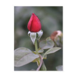 Closed Red Rosebud