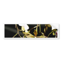 closed up  of Orchid Flower bumper stickers