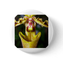 closed up of Orchid Flower buttons by naturelife closed up of Orchid Flower buttons
