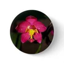 closed up of Orchid Flower buttons by naturelife closed up of Orchid Flower buttons