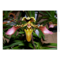 closed up  of Orchid Flower cards