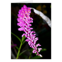 closed up  of Orchid Flower cards