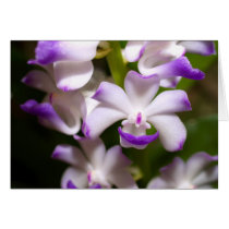 closed up  of Orchid Flower cards