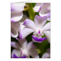 closed up  of Orchid Flower cards