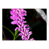 closed up  of Orchid Flower cards
