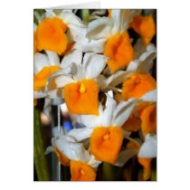 closed up  of Orchid Flower cards