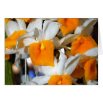 closed up  of Orchid Flower cards