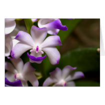 closed up  of Orchid Flower cards