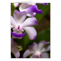 closed up  of Orchid Flower cards