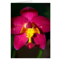 closed up  of Orchid Flower cards