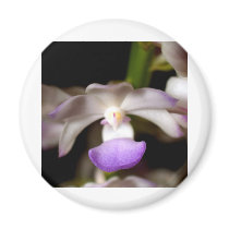 closed up of Orchid Flower magnets by naturelife closed up of Orchid Flower magnets