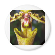 closed up of Orchid Flower magnets by naturelife closed up of Orchid Flower magnets