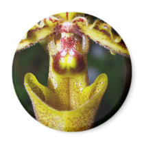 closed up of Orchid Flower magnets by naturelife closed up of Orchid Flower magnets