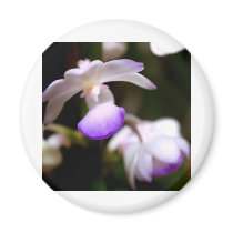 closed up of Orchid Flower magnets by naturelife closed up of Orchid Flower magnets