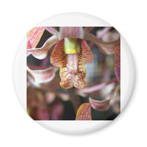 closed up of Orchid Flower magnets by naturelife closed up of Orchid Flower magnets