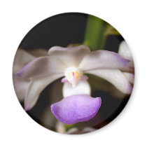 closed up of Orchid Flower magnets by naturelife closed up of Orchid Flower magnets